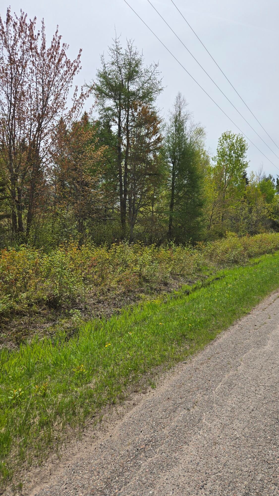 0 South Forrest Side Road Brimley, MI 49715 - Photo 2 of 6 Gallery Image 2
