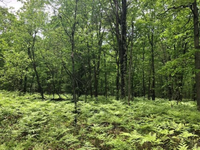 6659 Usfs Road Irons, MI 49644 - Photo 24 of 24