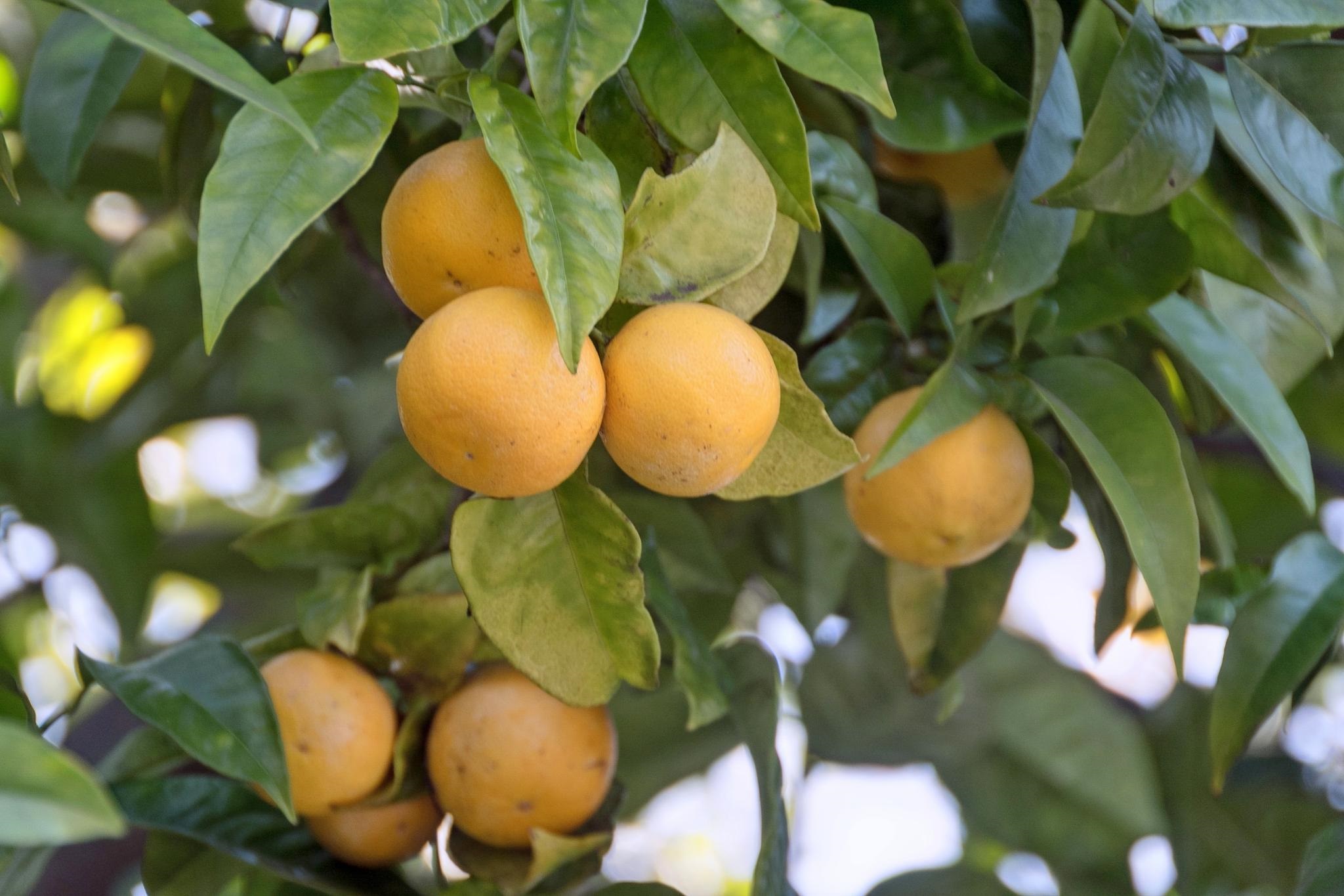 998 Virginia Street Berkeley, CA 94710 - Photo 50 of 50