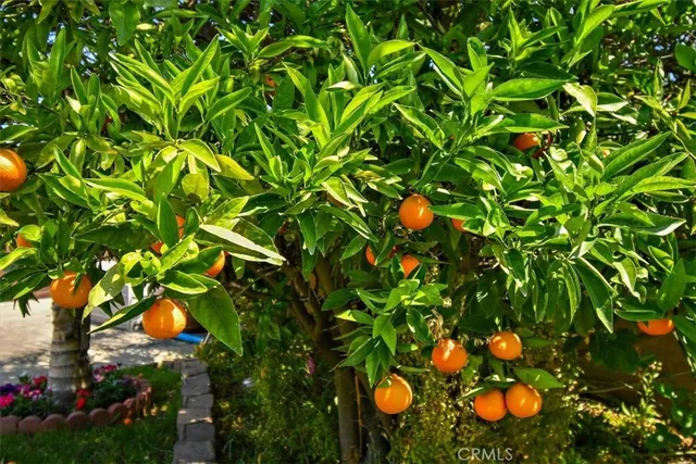 $1,999,900 | 2335 North San Antonio Avenue, Upland, CA 91784