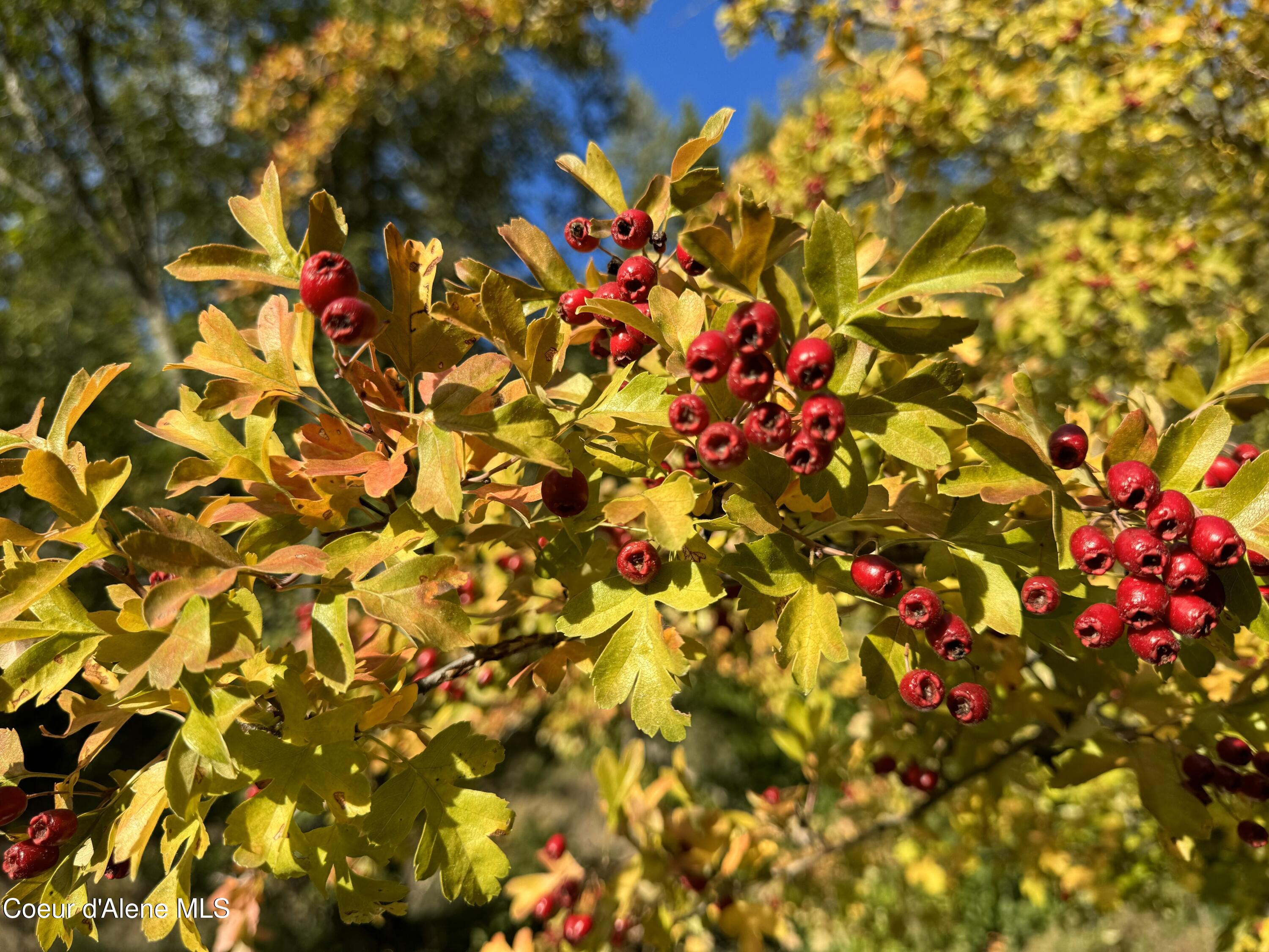 900 Trestle Creek Road Hope, ID 83836 - Photo 96 of 102 IMG_20251120_101549