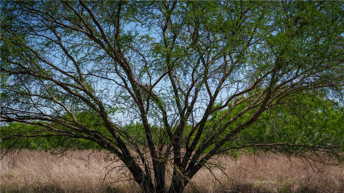 0 Fm 735 Alice, TX 78332 - Photo 23 of 40 a backyard of a house with lots of green space