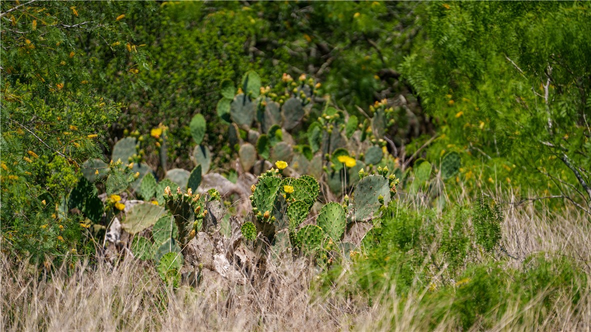 0 Fm 735 Alice, TX 78332 - Photo 25 of 40 a view of a lush green forest