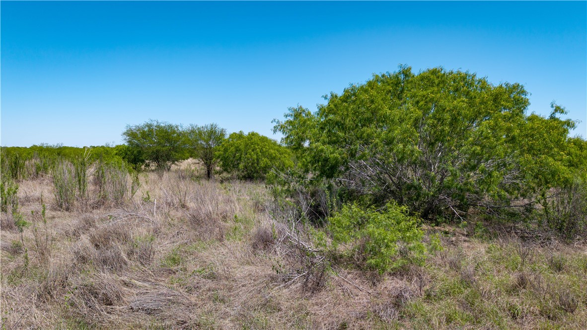 0 Fm 735 Alice, TX 78332 - Photo 40 of 40 a view of a lush green forest with lots of trees