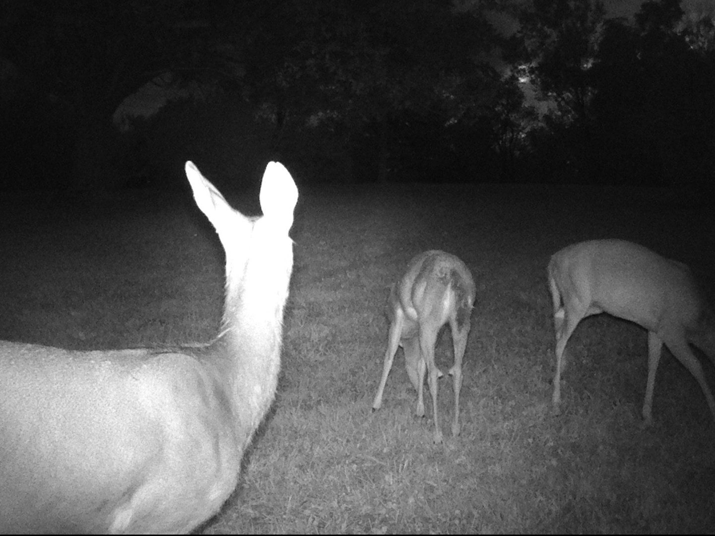 11116 Seeman Road Huntley, IL 60142 - Photo 24 of 26