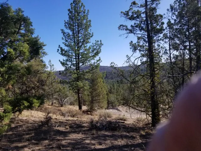 a view of a forest filled with trees