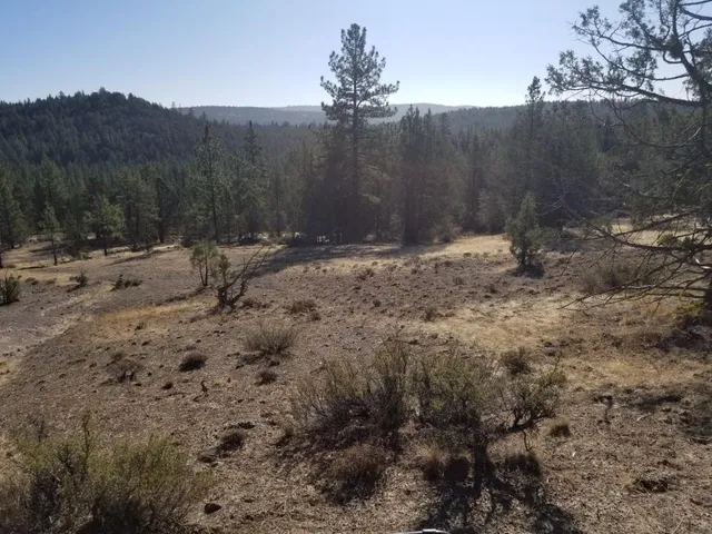 a view of a dry yard with trees