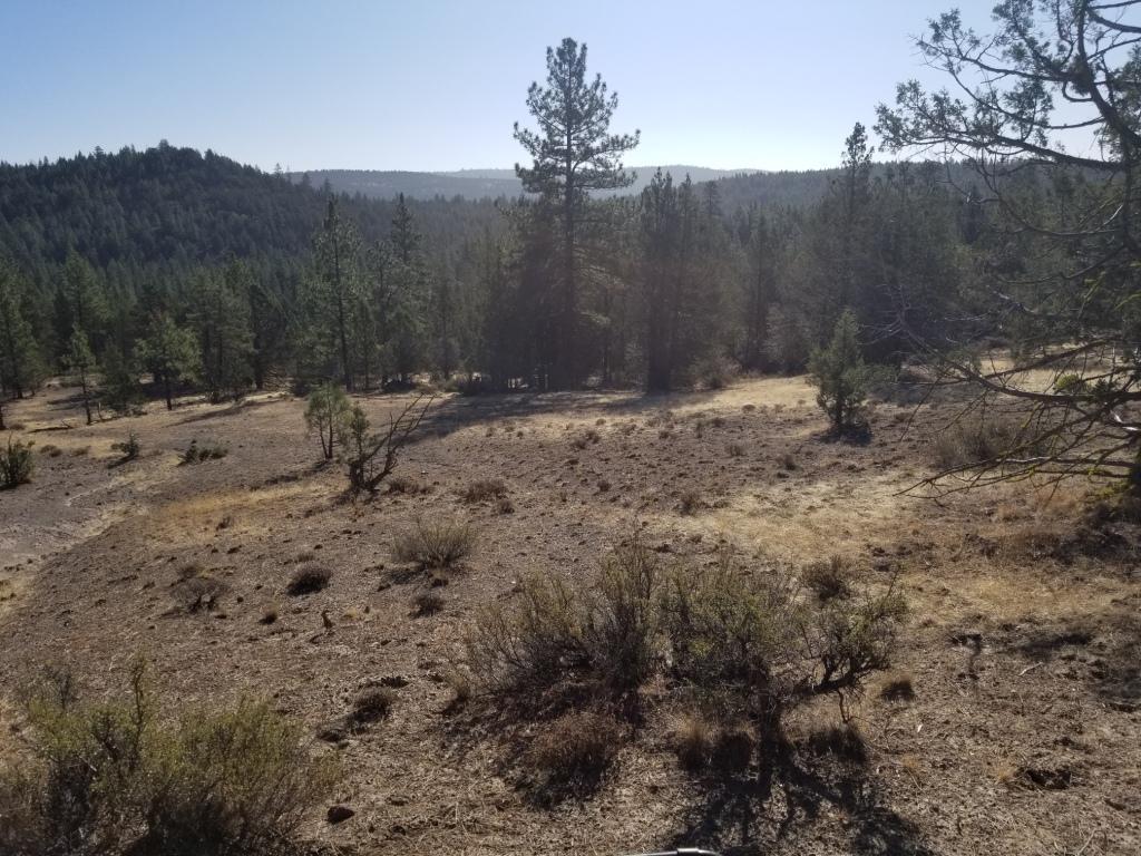 9999 Anderson Ranch Road Bieber, CA 96009 - Photo 13 of 13 a view of a dry yard with trees