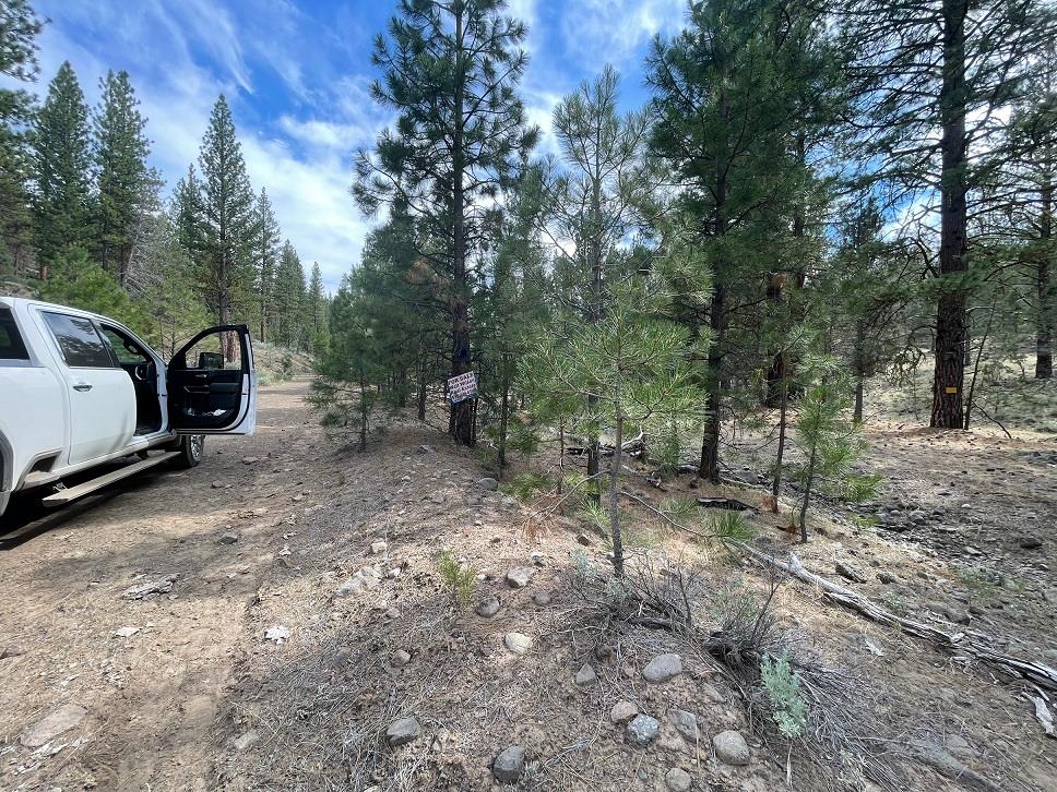 9999 Anderson Ranch Road Bieber, CA 96009 - Photo 2 of 13 a view of a park with large trees