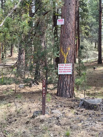 a view of a tree with yard