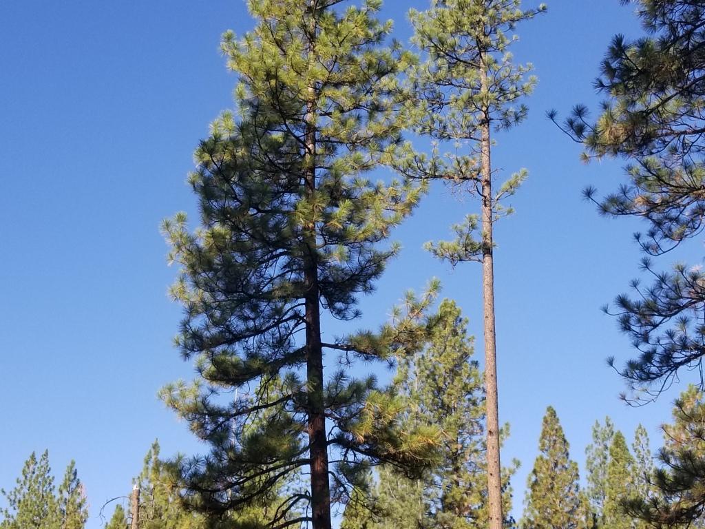 9999 Anderson Ranch Road Bieber, CA 96009 - Photo 6 of 13 a picture of flowers