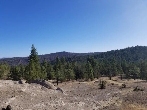a view of a dry yard with trees in the background