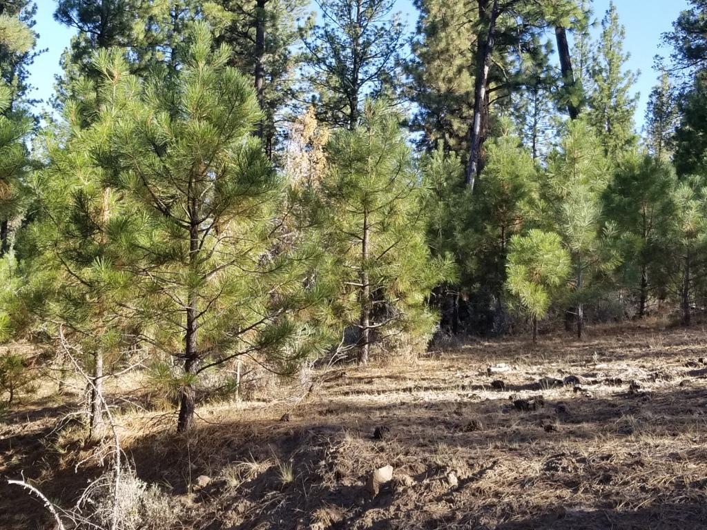 9999 Anderson Ranch Road Bieber, CA 96009 - Photo 10 of 13 a view of a tree in a yard