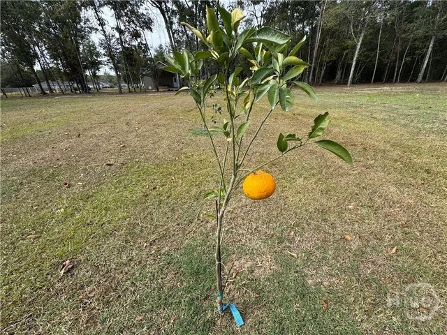 $295,500 | 650 Linden Drive, Jesup, GA 31545