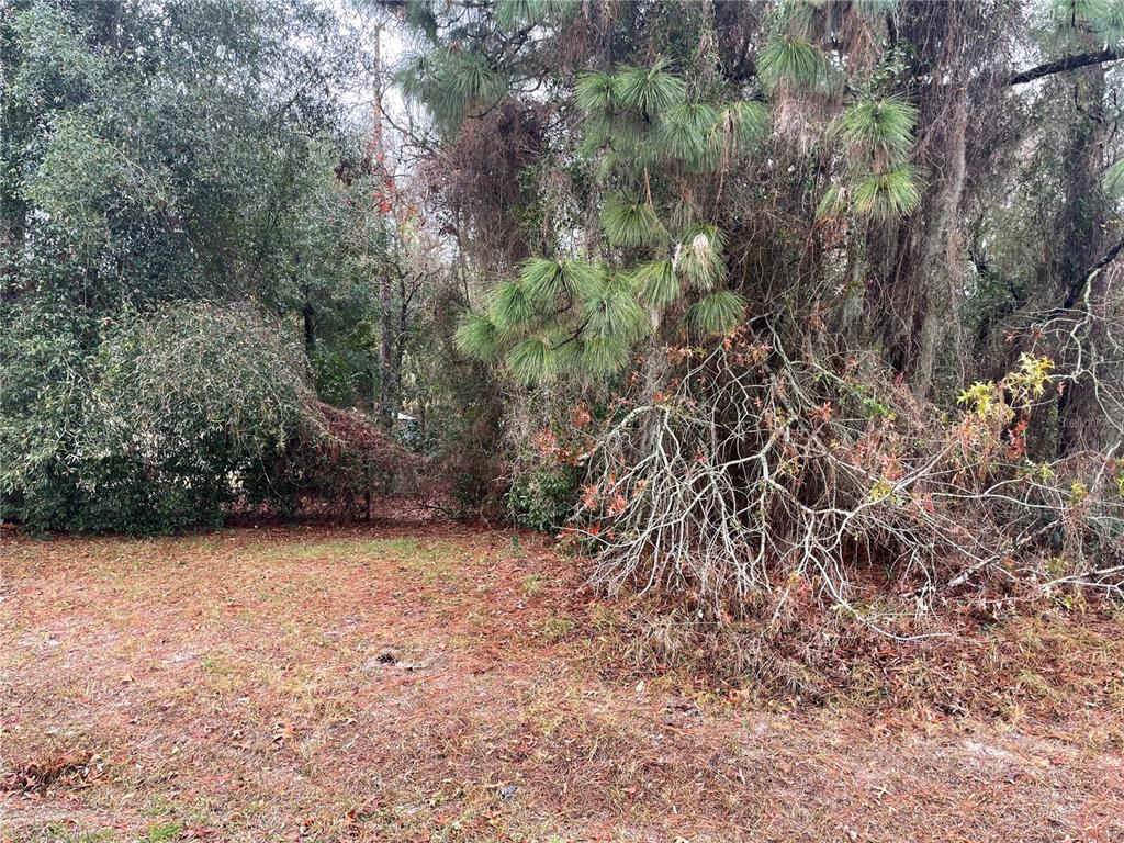 Whitewood Ave Spring Hill Spring Hill, FL 34609 - Photo 1 of 1