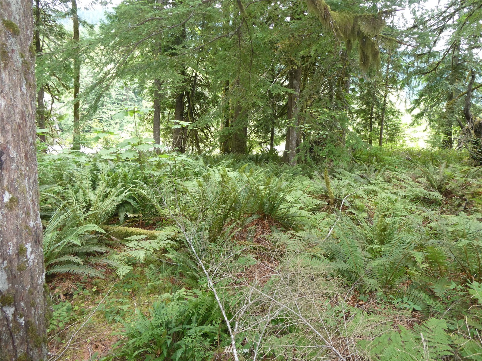 16128 Index-Galena Road Index, WA 98256 - Photo 26 of 35 a view of a lush green forest