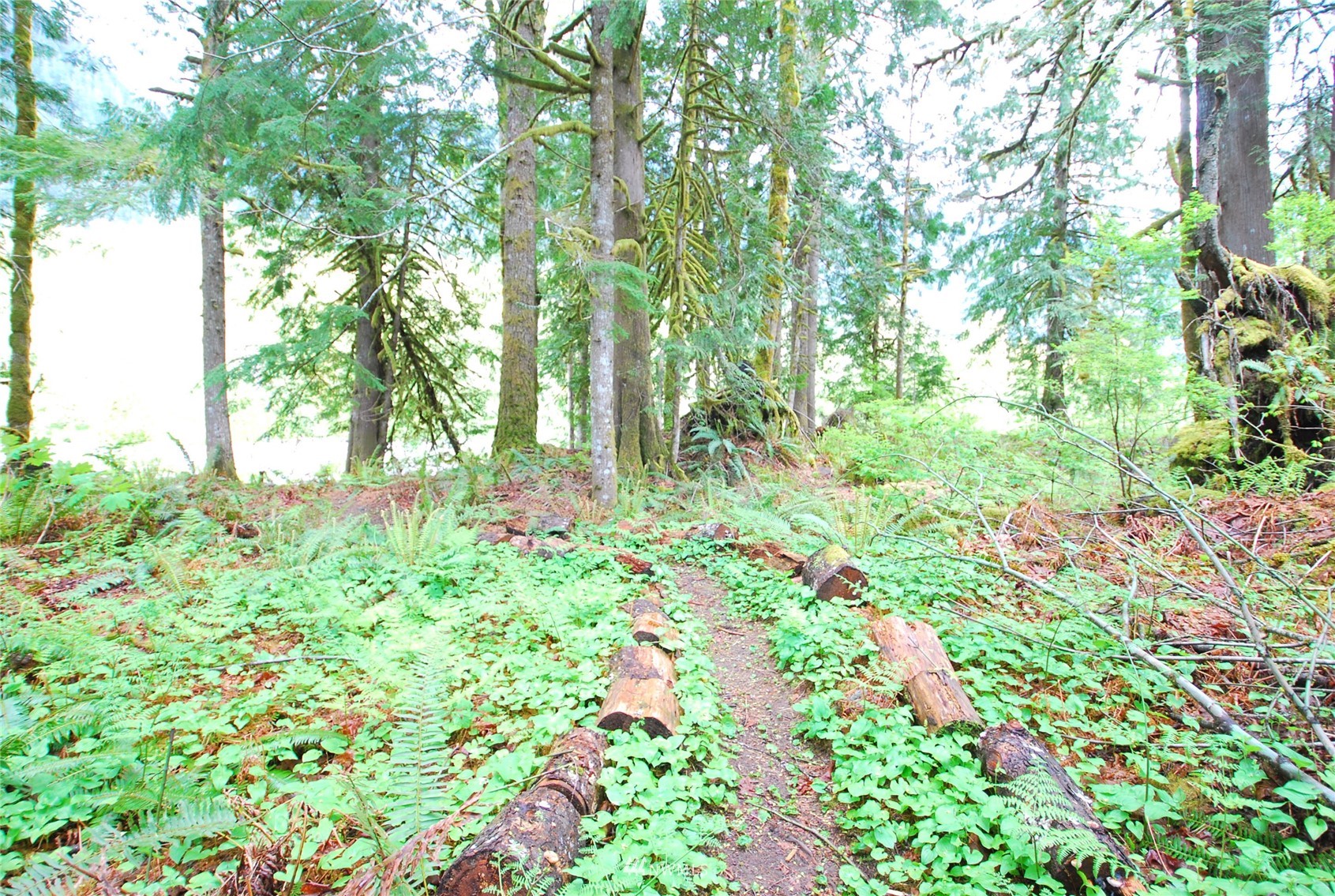 16128 Index-Galena Road Index, WA 98256 - Photo 28 of 35 a backyard of a house with lots of green space