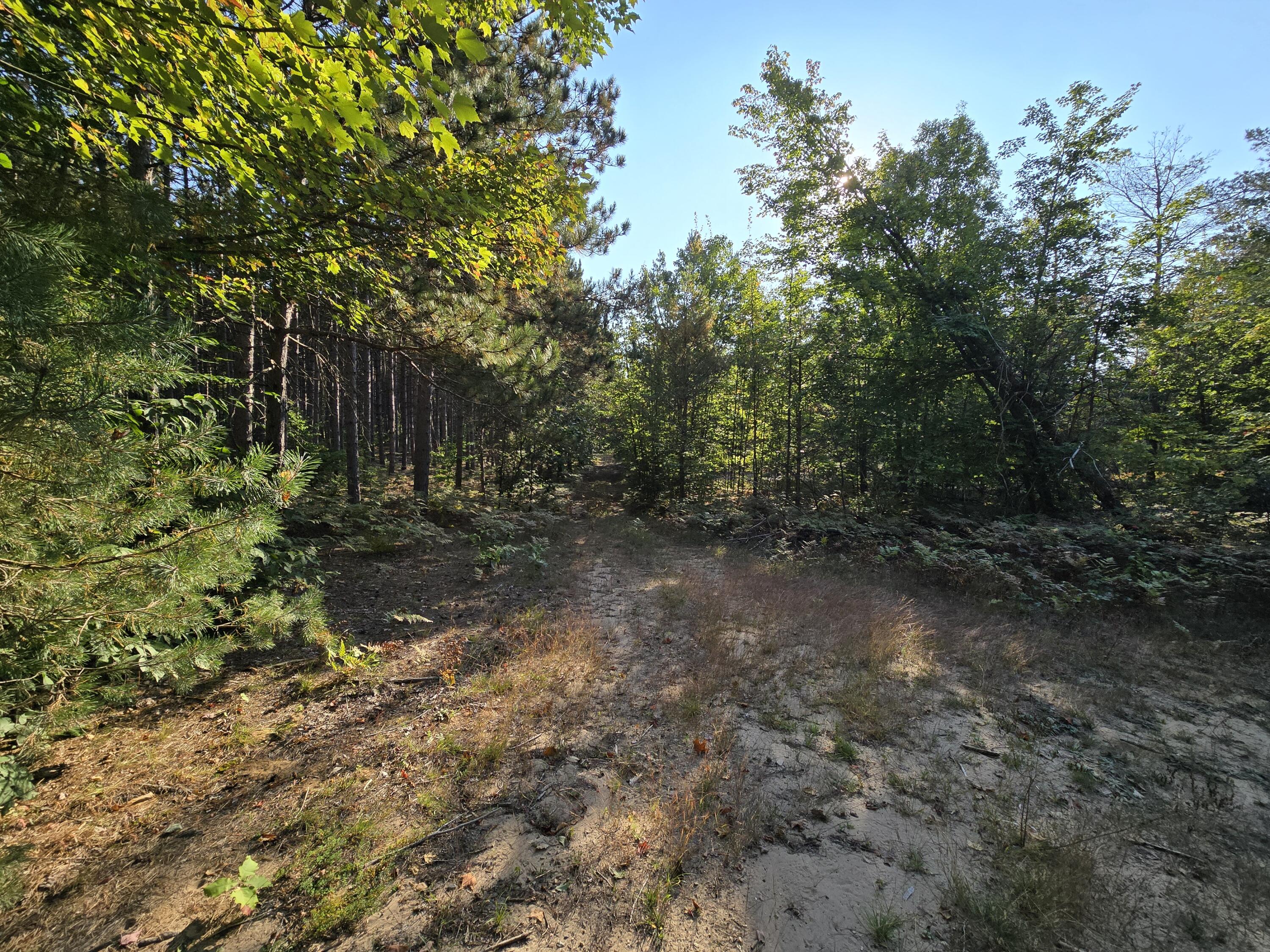17688 17 Mile Road Leroy, MI 49655 - Photo 7 of 13 15 acres of wooded oasis
