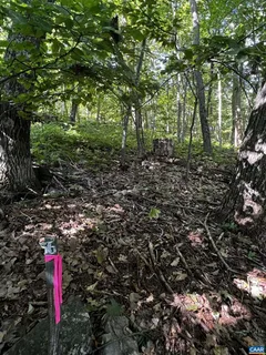 a view of a forest with lots of trees