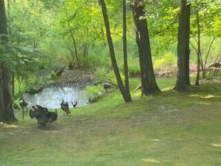 981 West Klees Road Stanton, MI 48888 - Photo 27 of 34 IMG_1861