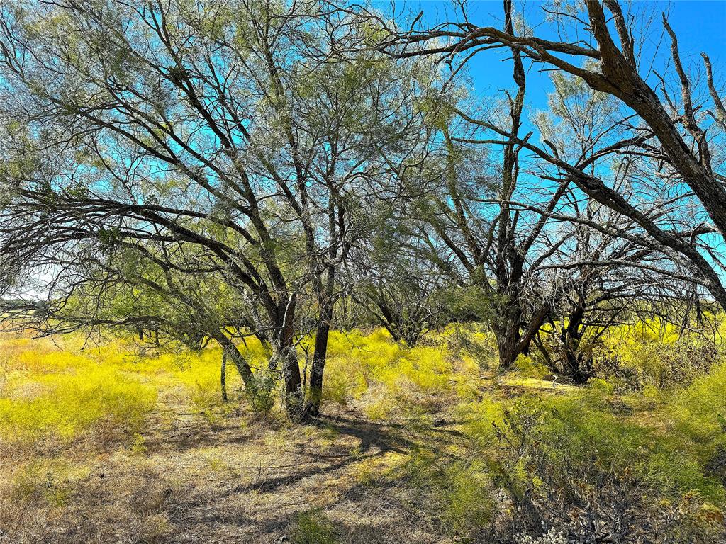 6 Hayes Road Mineral Wells, TX 76067 - Photo 18 of 20 a view of yard with an trees