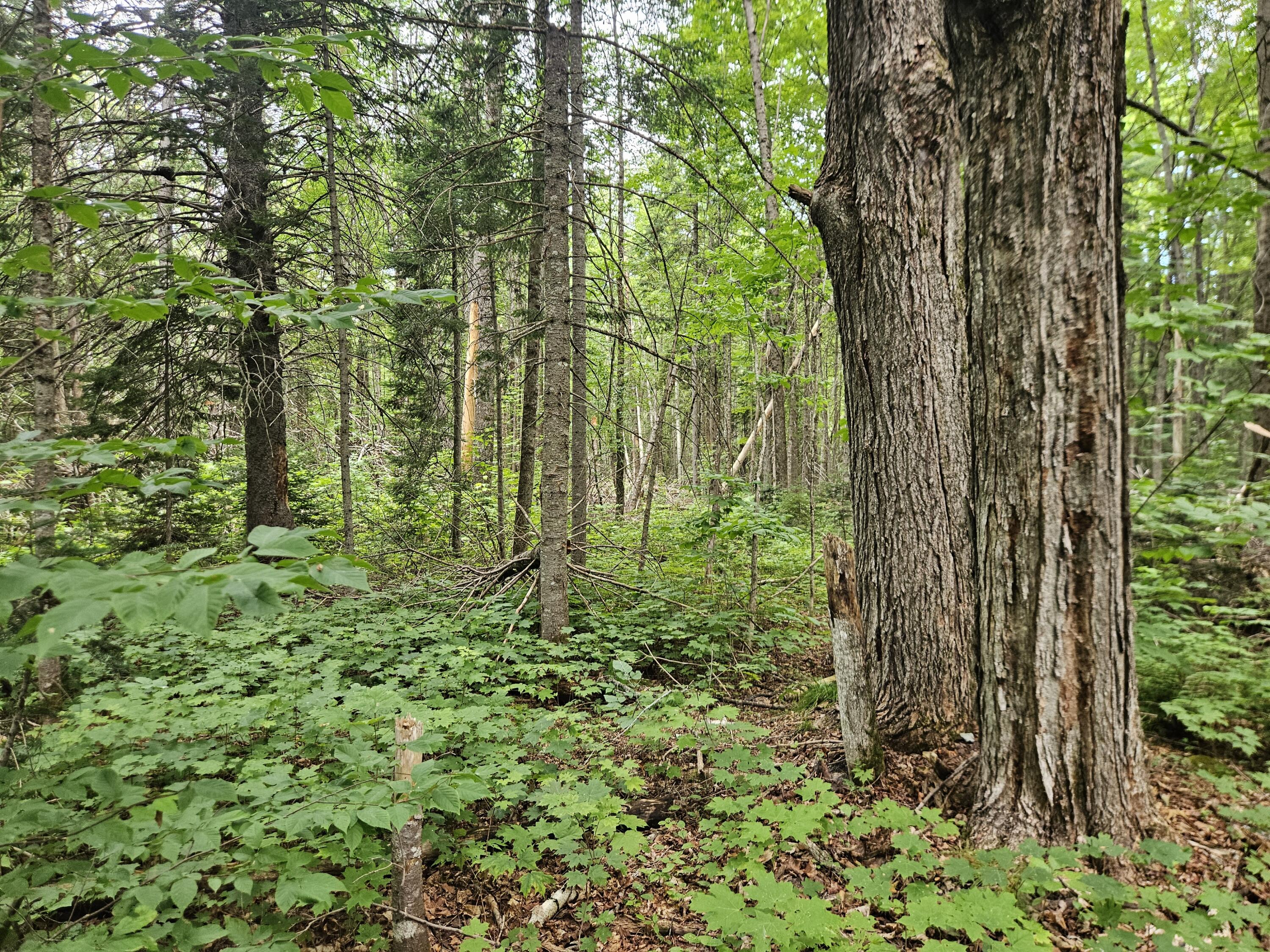 10 Moosehorn Road Abbot, ME 04406 - Photo 30 of 35 20260716_095350
