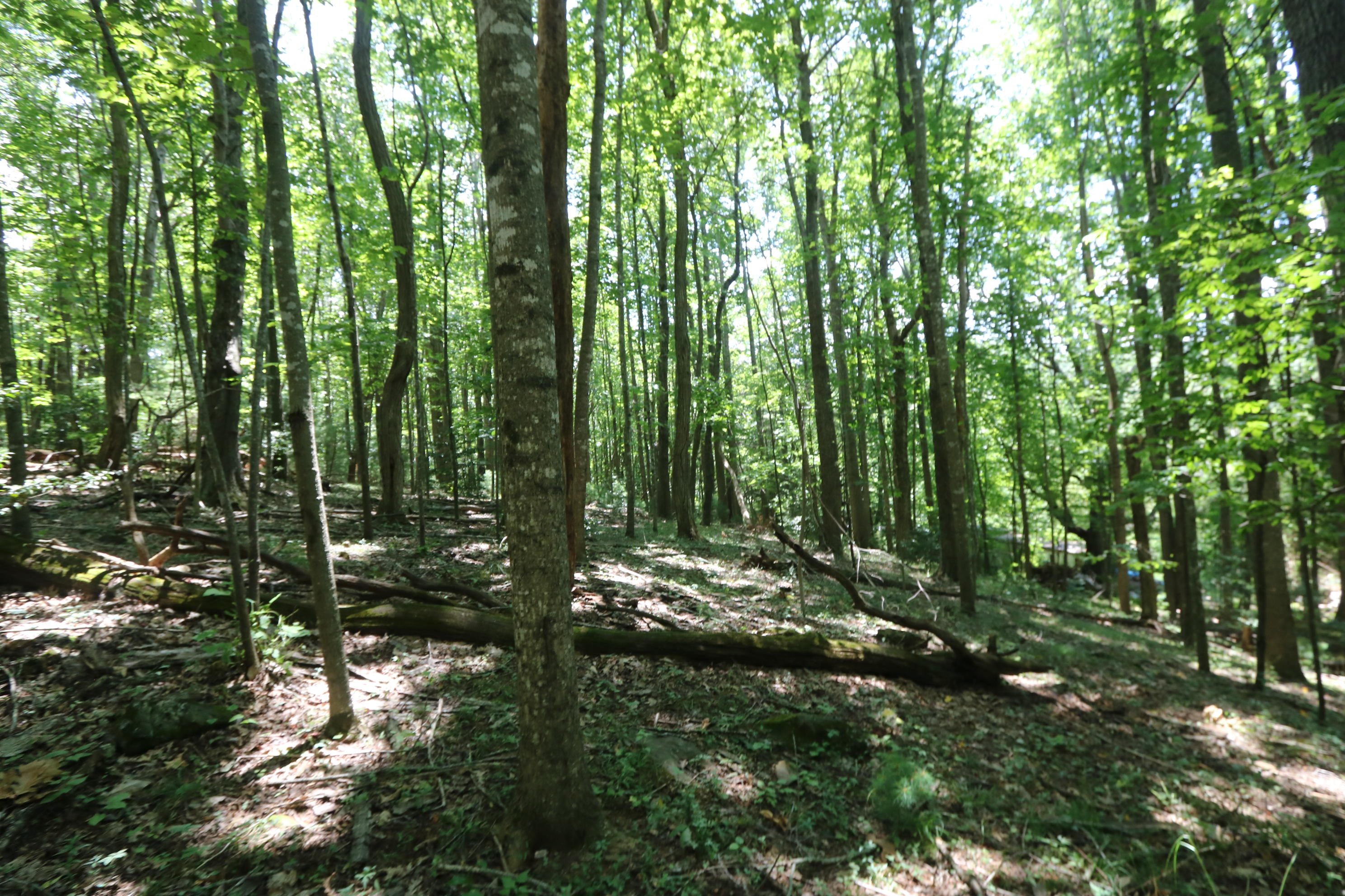 127 Millimeter Road Southwest Floyd, VA 24091 - Photo 29 of 31 a view of outdoor space and trees