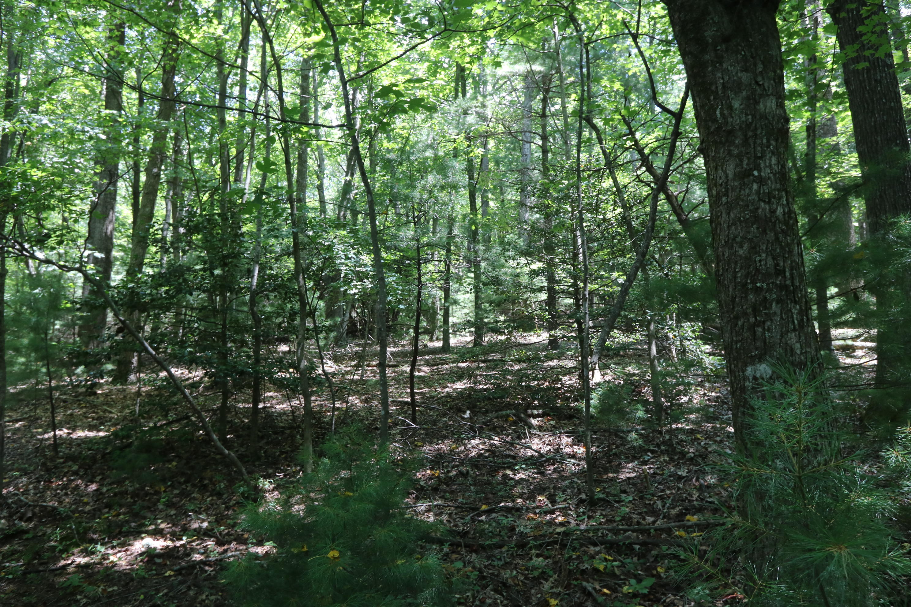 127 Millimeter Road Southwest Floyd, VA 24091 - Photo 30 of 31 a view of forest