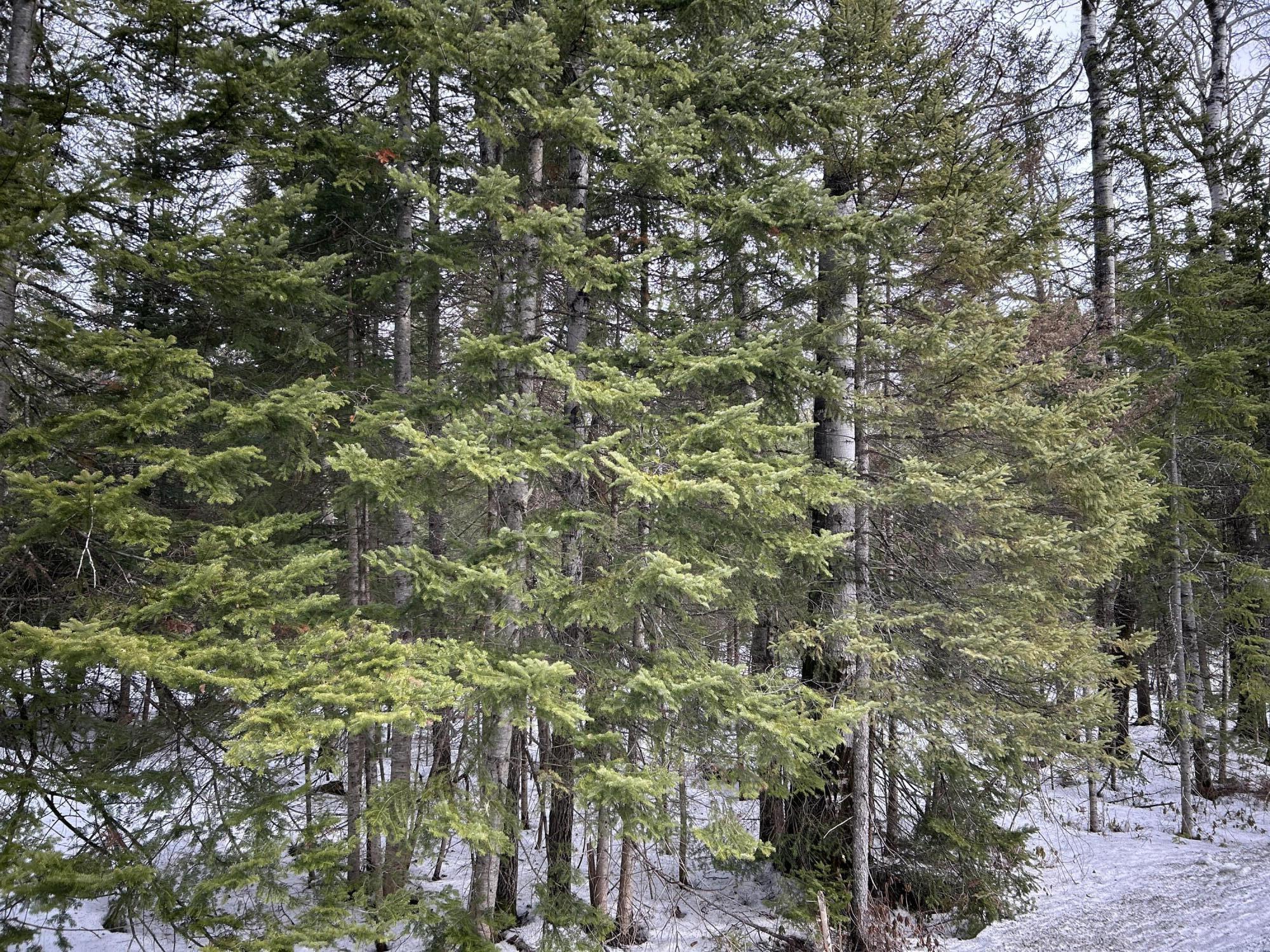 0 East Jemtland Road Caribou, ME 04736 - Photo 23 of 23 IMG_6912