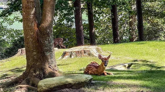 a view of a house with backyard and a hammock
