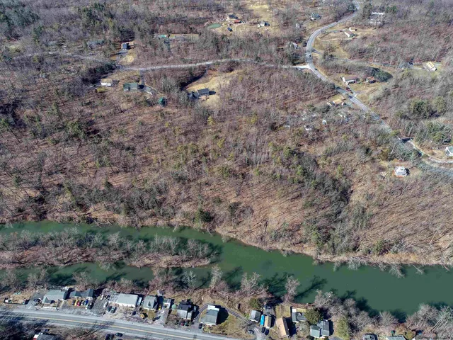 a close up of a tree