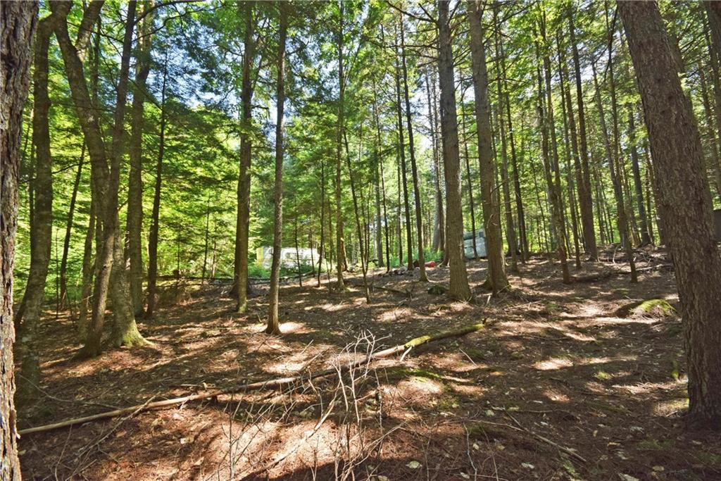 0 Bonney Brook Road Princeton, ME 04668 - Photo 3 of 16 Large trees