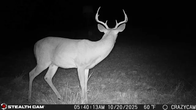 a view of a chandelier in a backyard