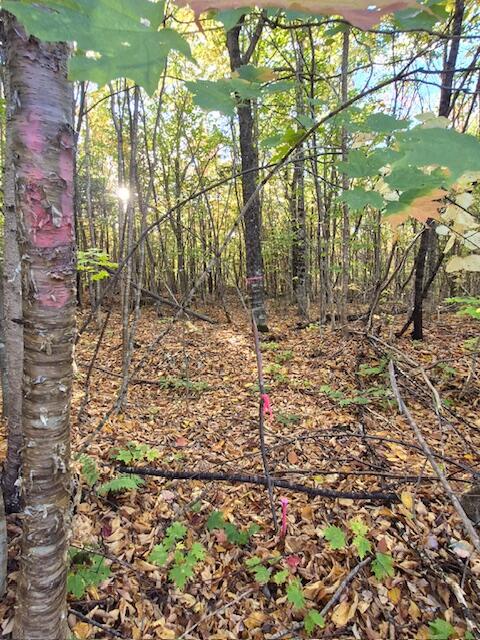 Lot 2 Morrison Brook, Unit ACRES Oakfield, ME 04763 - Photo 19 of 24 7587186391240182744