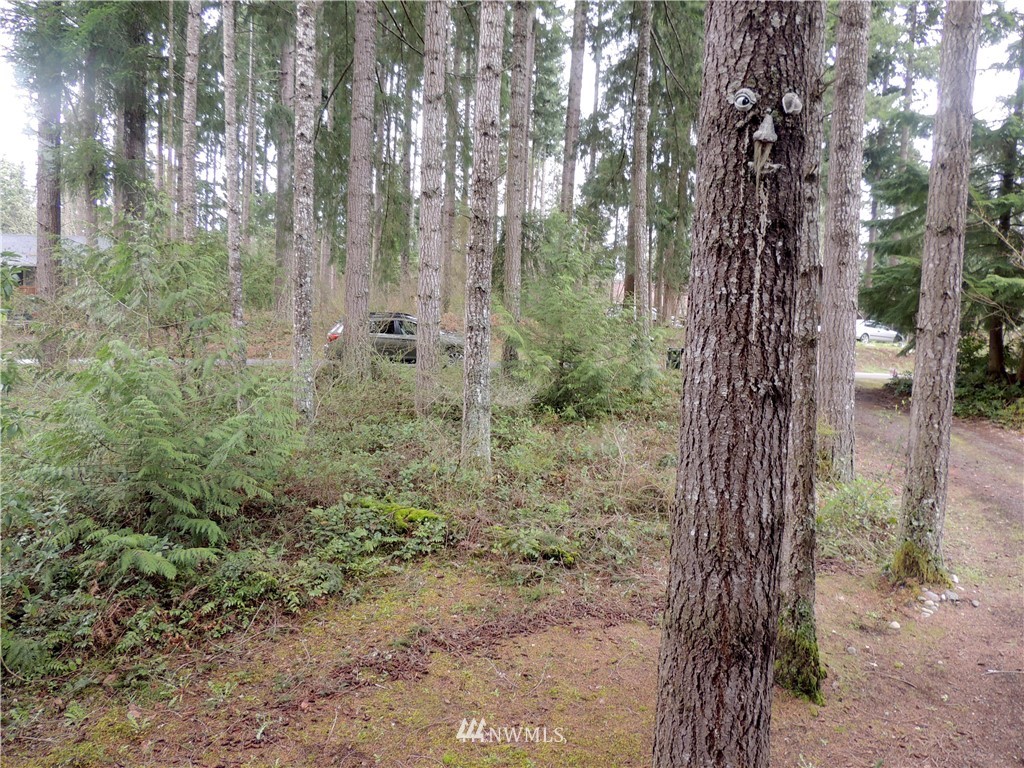 17609 Loop Lane Southeast Yelm, WA 98597 - Photo 22 of 23 a view of a forest with trees