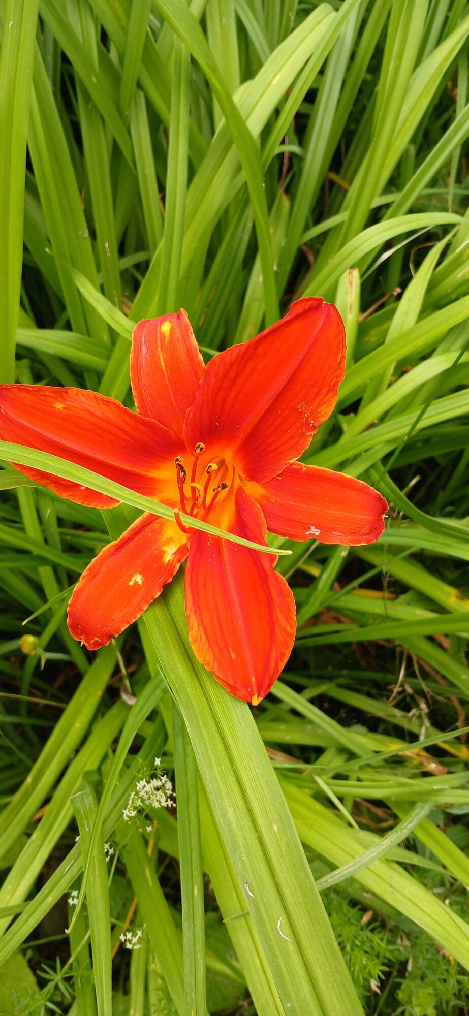 391 River Road Orrington, ME 04474 - Photo 20 of 72 red lilly