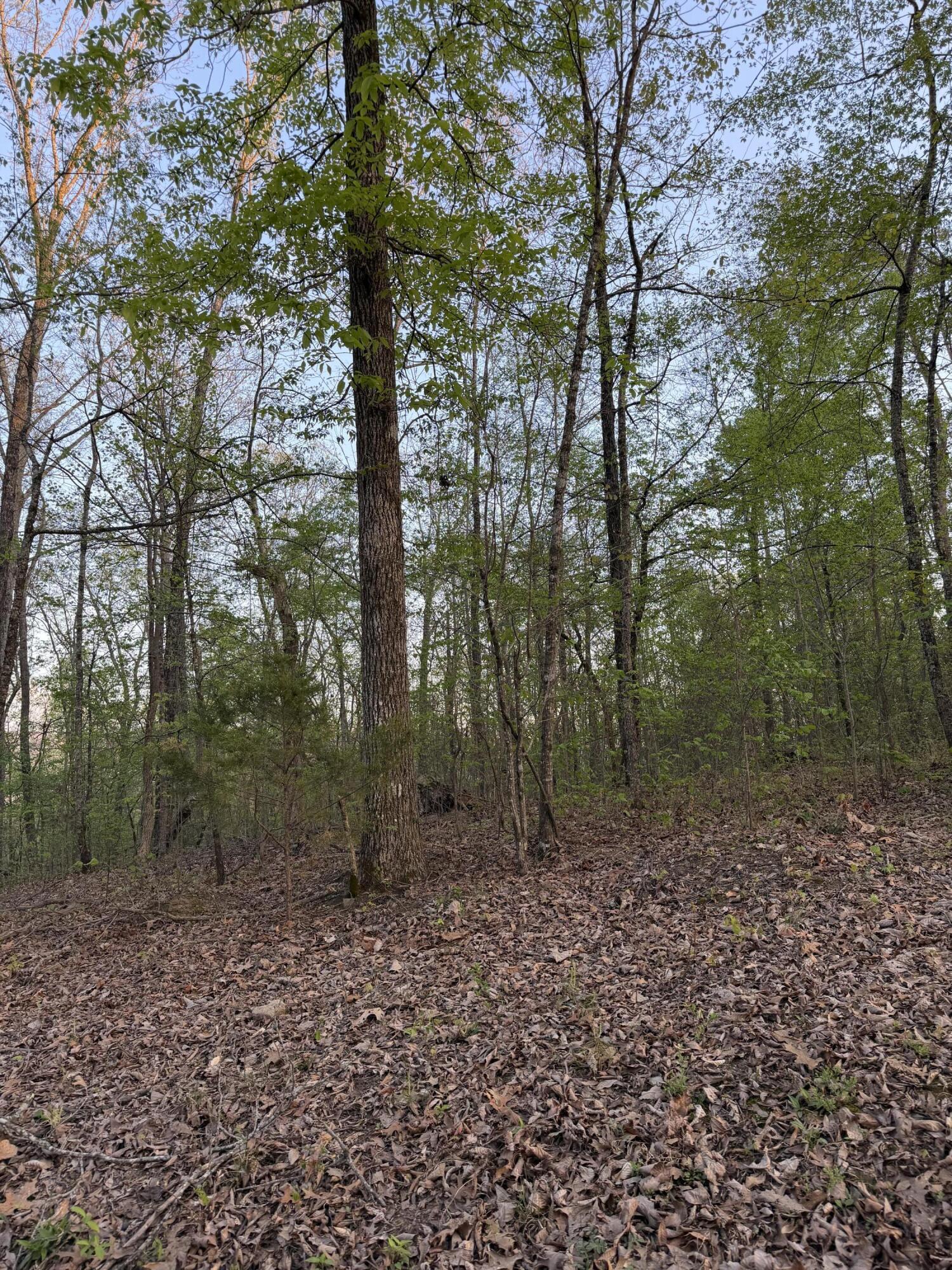 0 Henry Road Whitwell, TN 37397 - Photo 5 of 5 IMG_9628