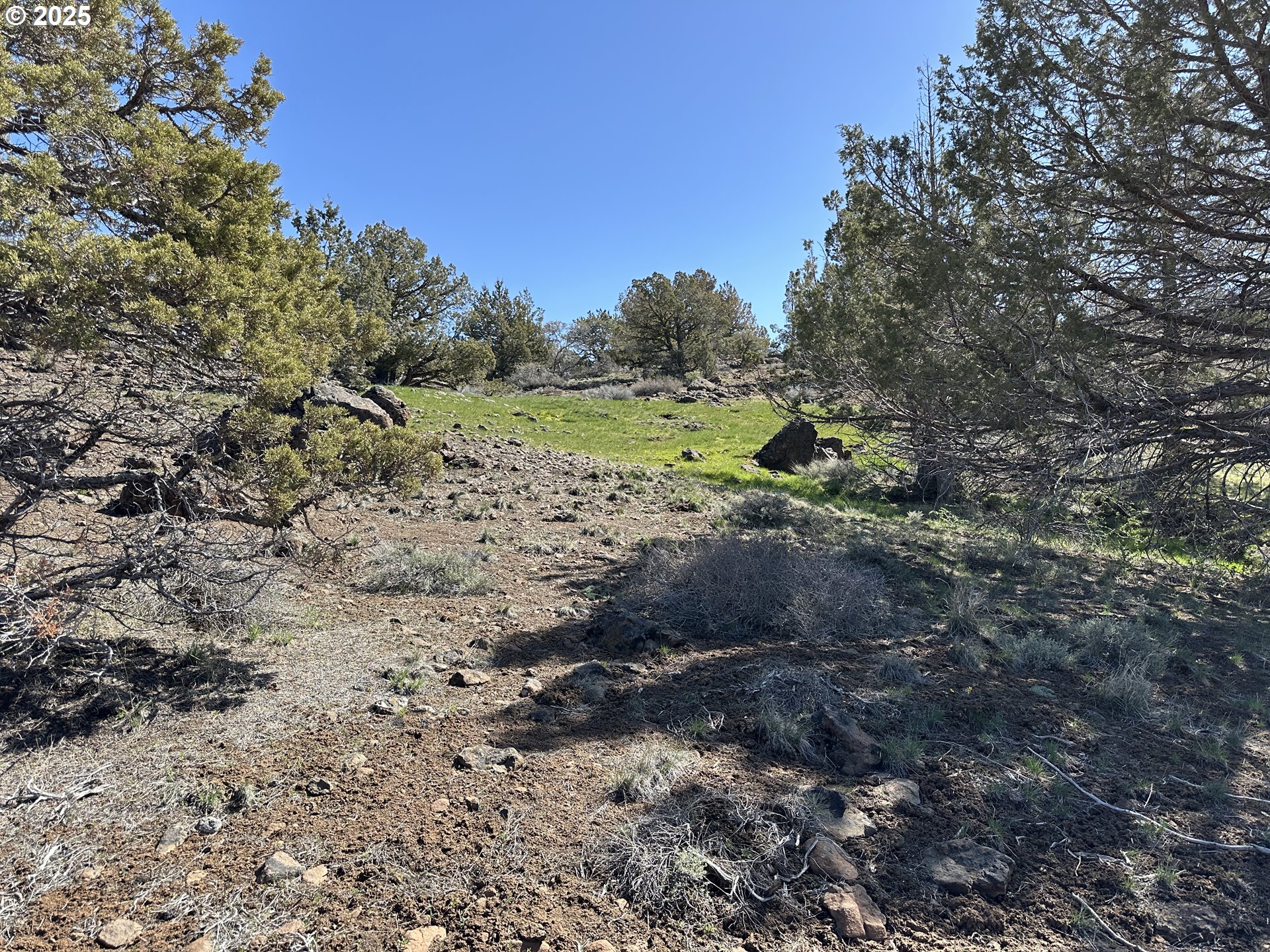 Cyhoya Way Lakeview, OR 97630 - Photo 31 of 36 a view of a dry yard with trees and plants