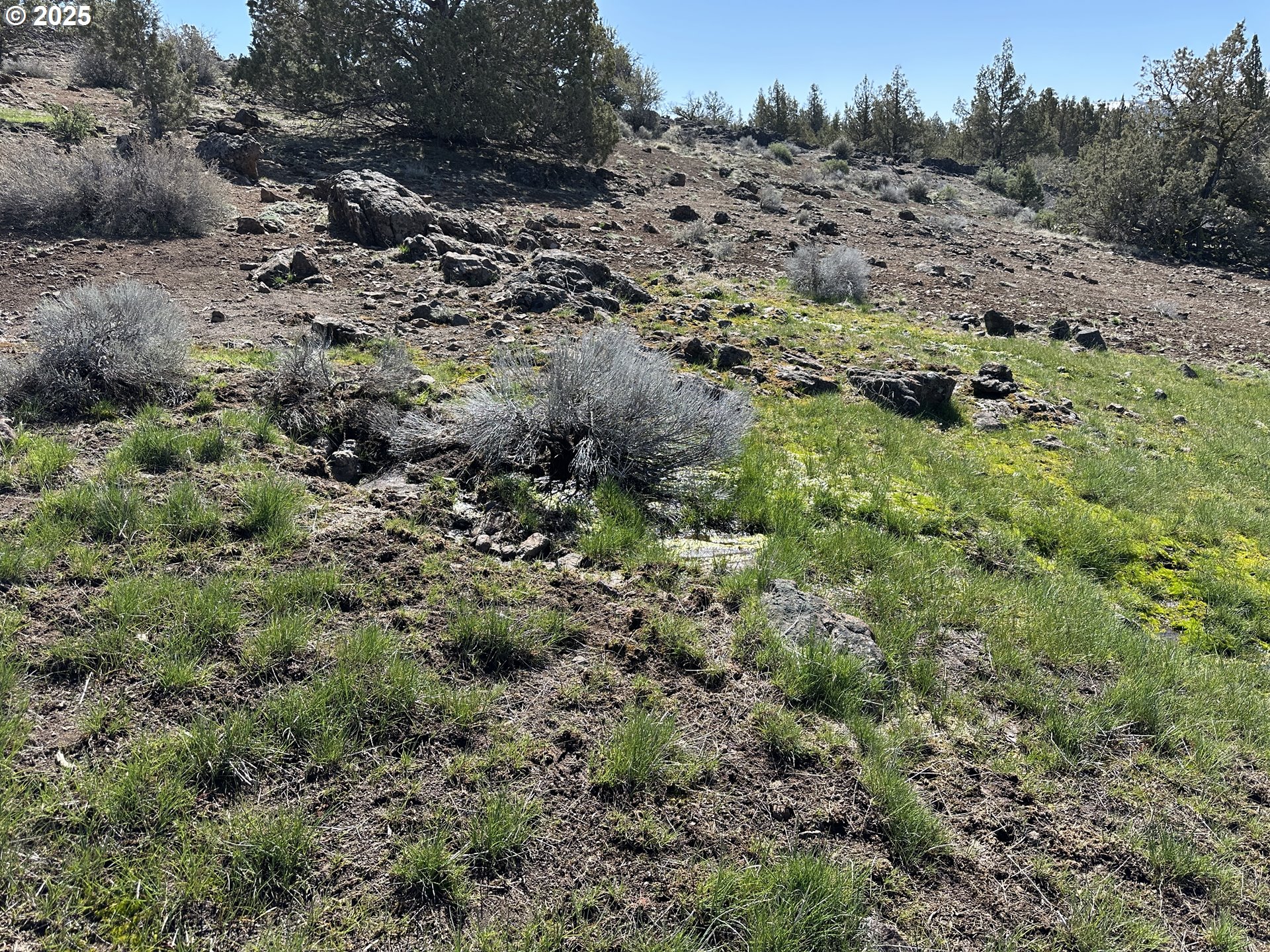 Cyhoya Way Lakeview, OR 97630 - Photo 36 of 36 a view of a lush green forest with lots of trees