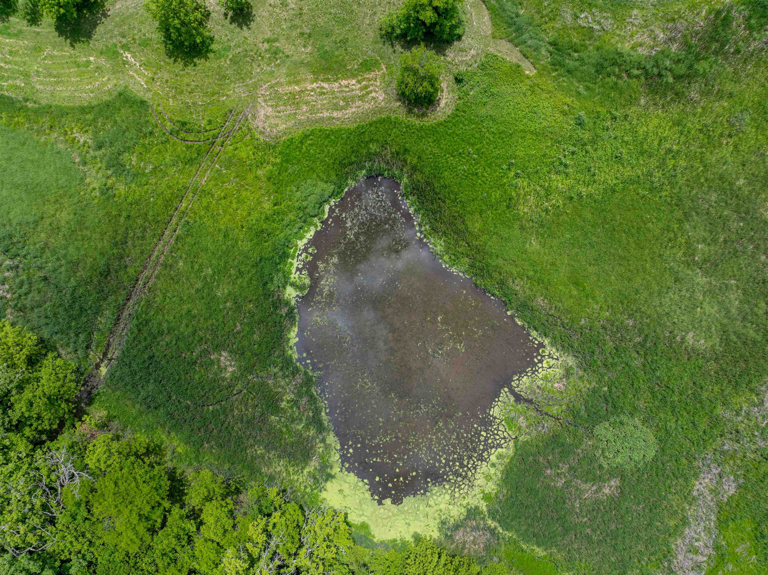 10385 North Rock City Road Leaf River, IL 61047 - Photo 34 of 99 a view of a green yard with large trees