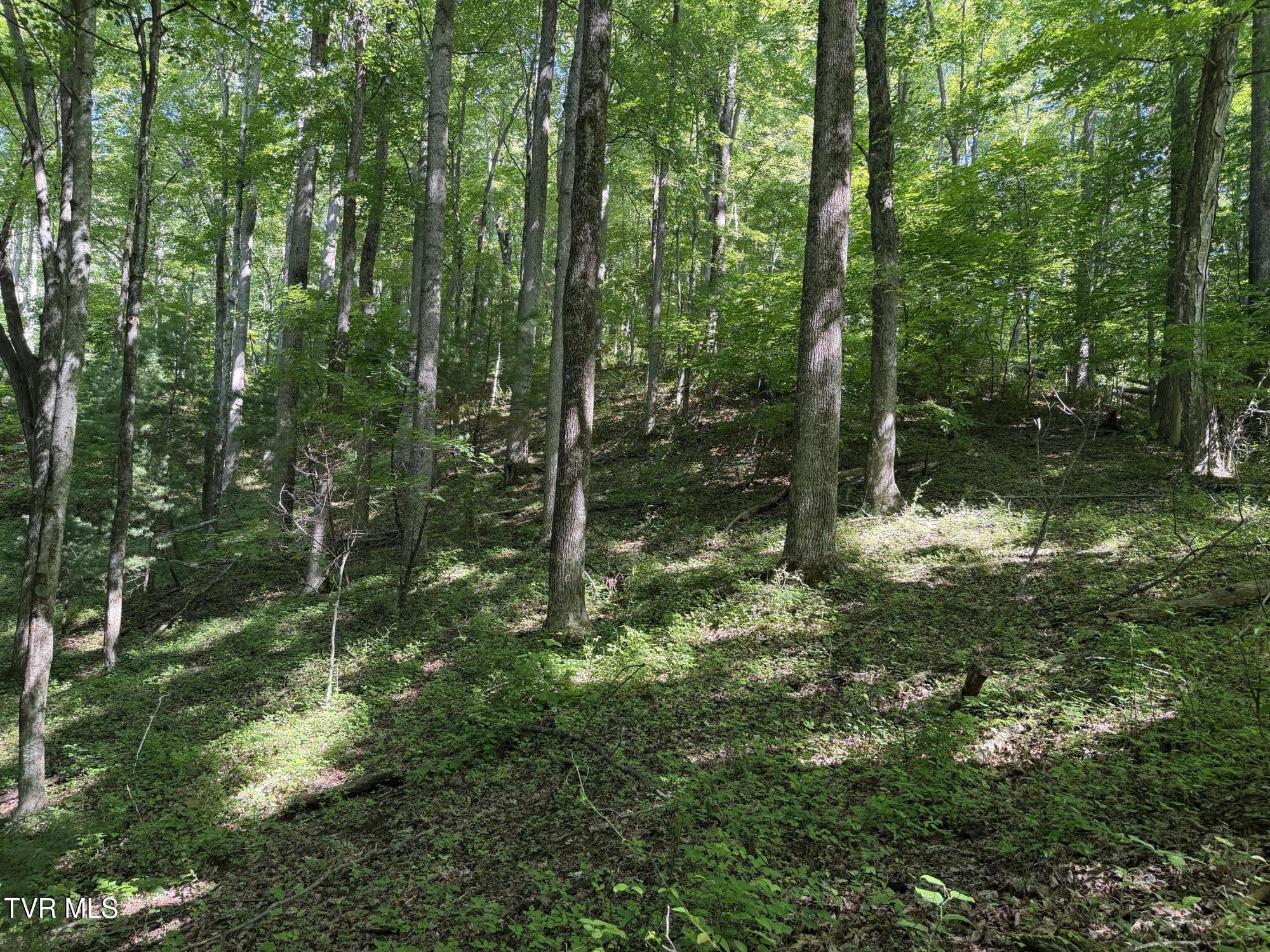 1575 Rice Creek Road Flag Pond, TN 37657 - Photo 40 of 45 IMG_6402
