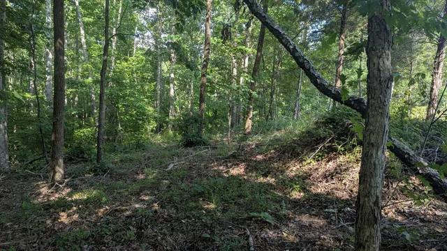 a view of a forest with trees
