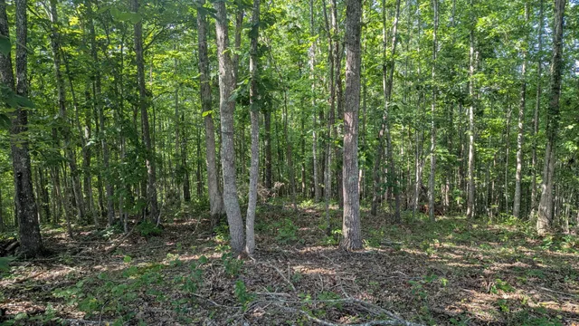 a view of a forest with trees in the background