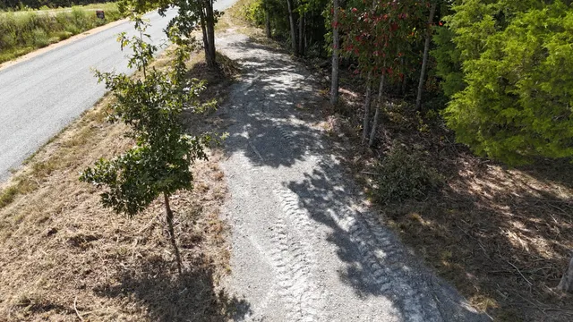 a view of a forest with lots of trees