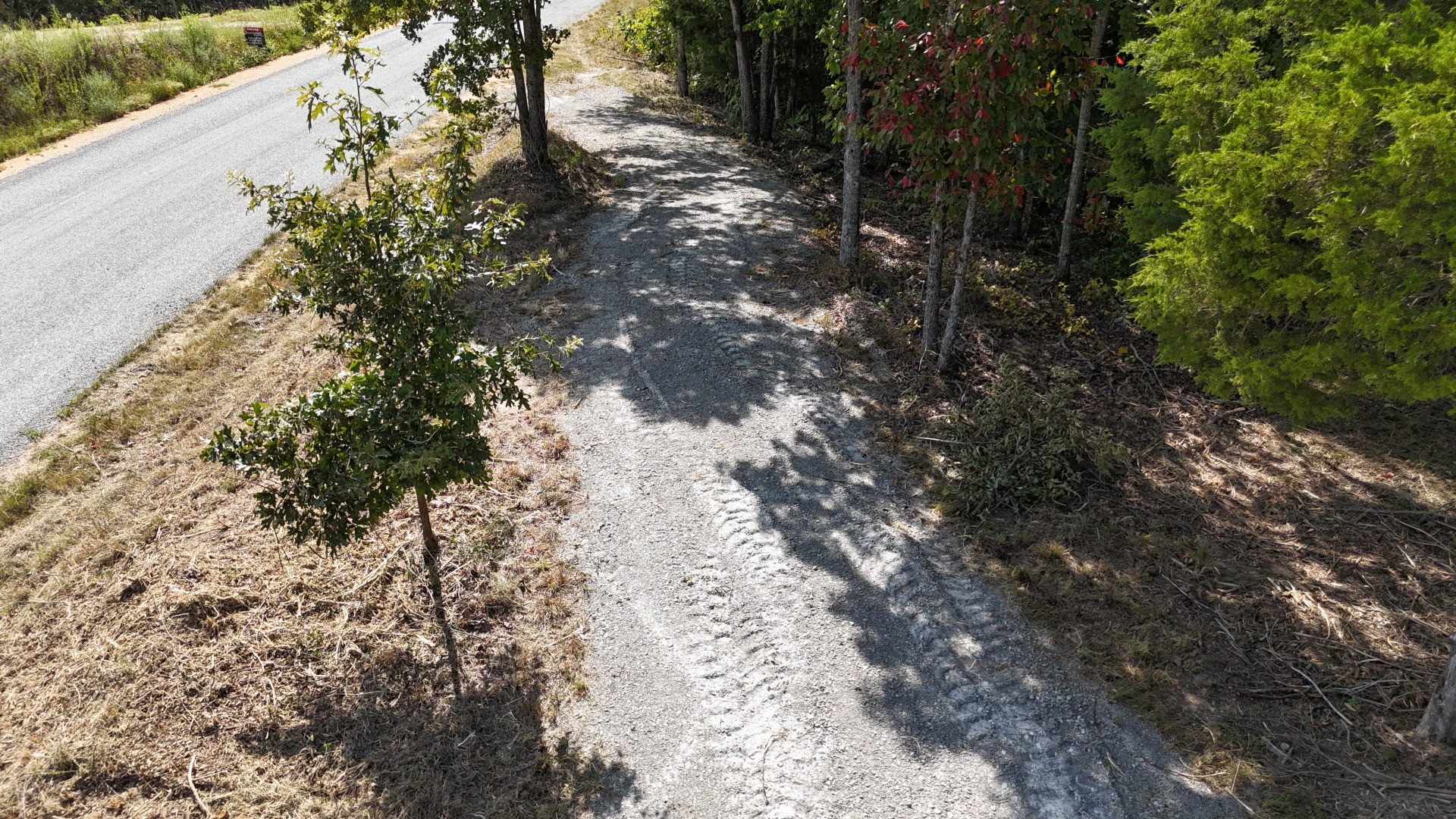 4439 Old Hohenwald Road Linden, TN 37096 - Photo 7 of 18 a view of a forest with lots of trees