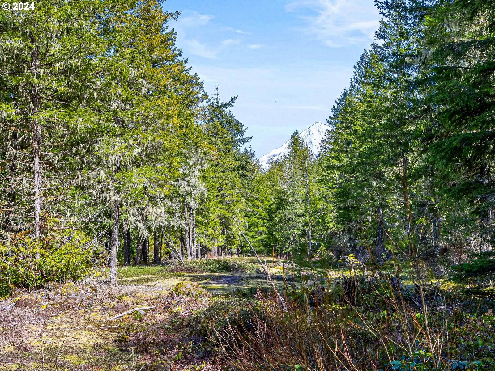 20803 East Glacier View Road Rhododendron, OR 97049 - Photo 44 of 48 a view of a yard with plants and trees