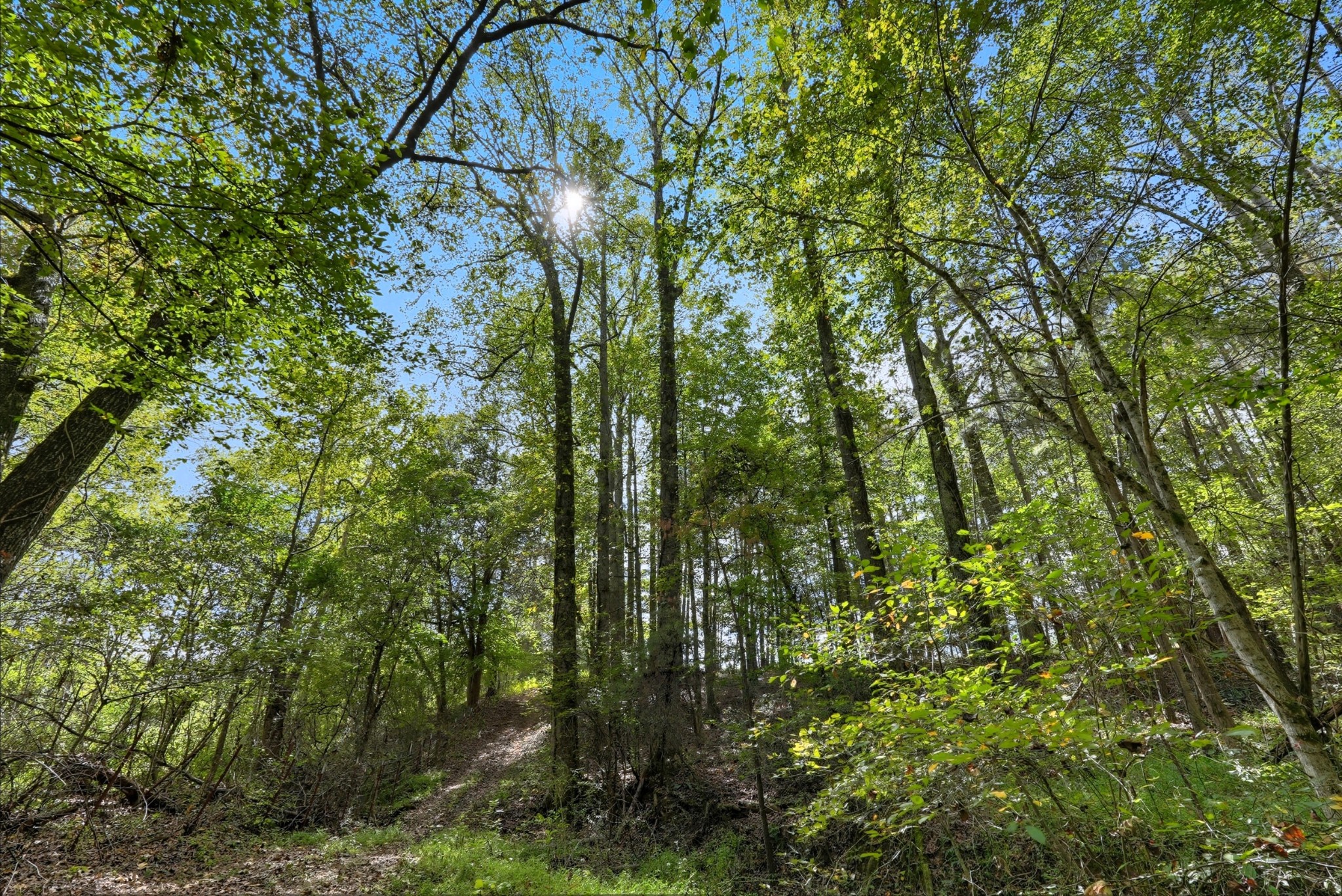 0 Liberty Road Sparta, TN 38583 - Photo 15 of 30 a view of forest