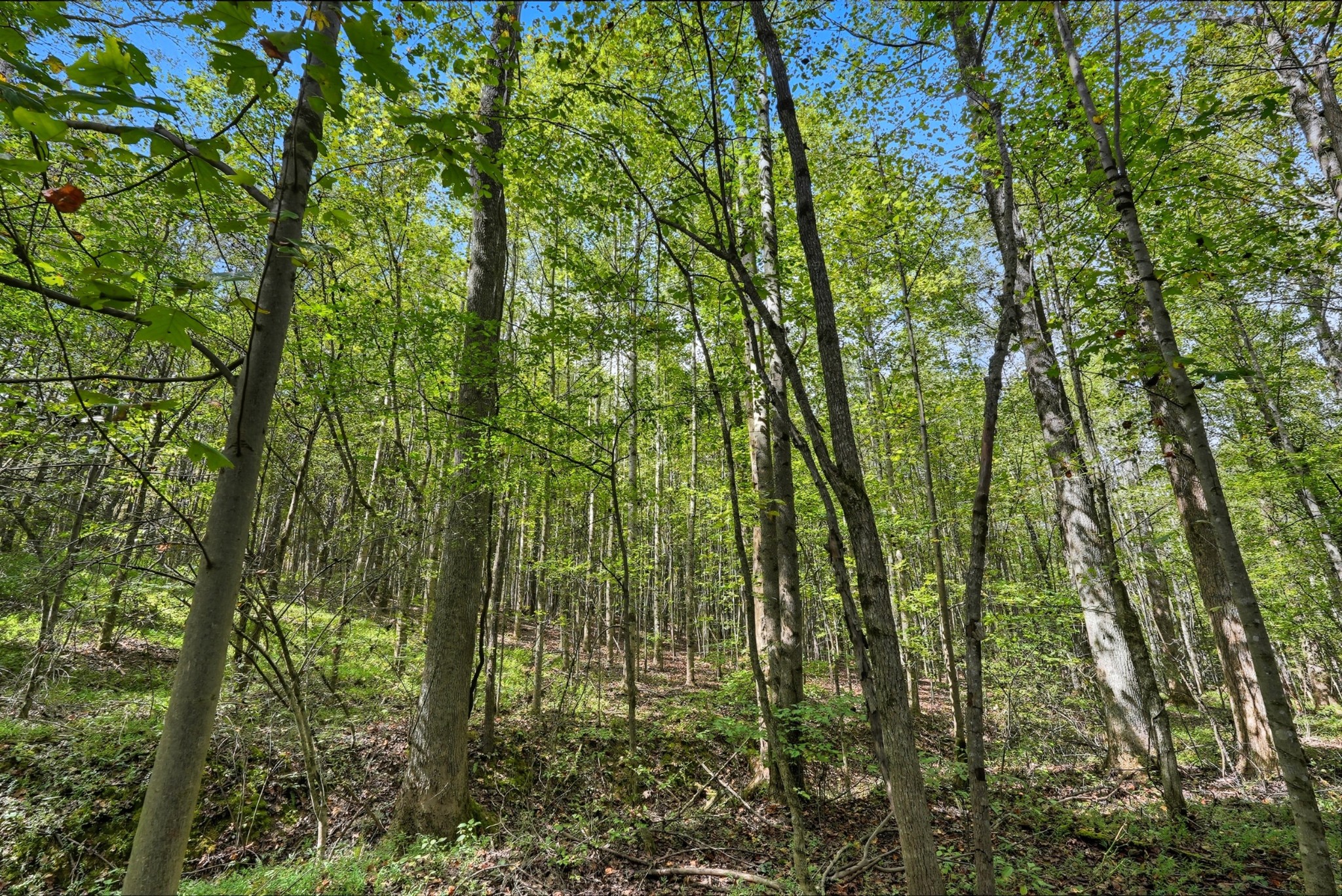 0 Liberty Road Sparta, TN 38583 - Photo 17 of 30 a view of forest