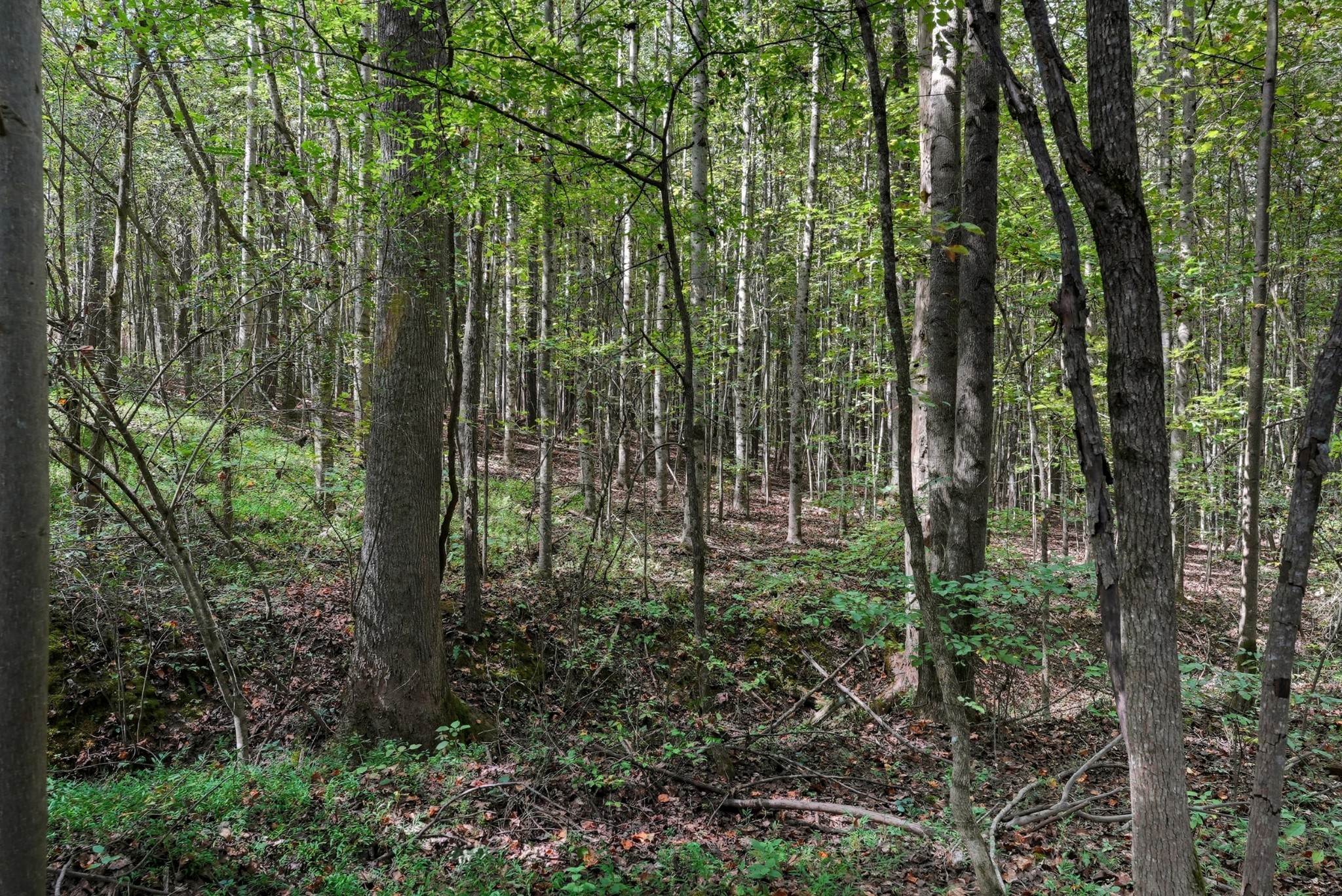 0 Liberty Road Sparta, TN 38583 - Photo 18 of 30 a view of forest