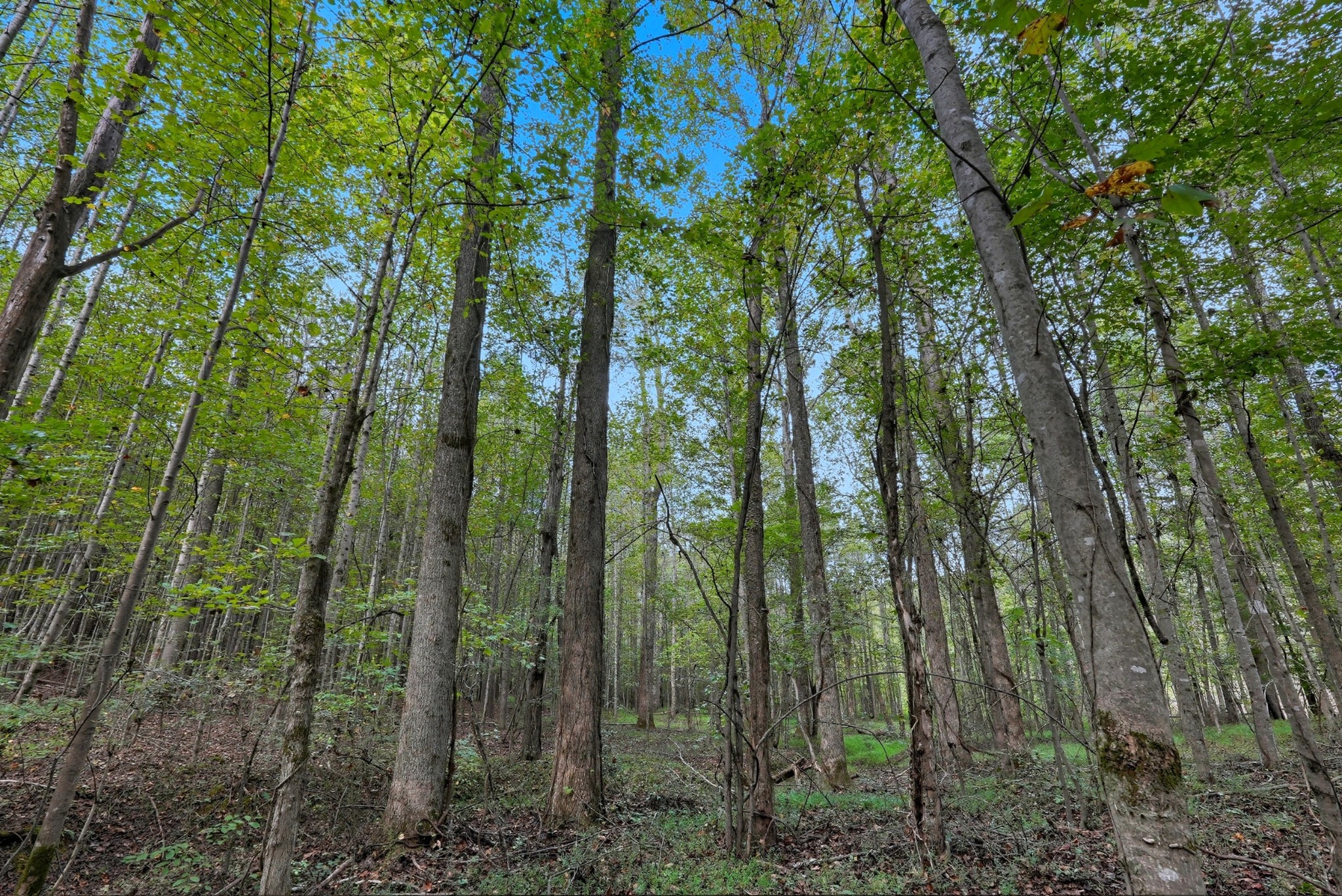 0 Liberty Road Sparta, TN 38583 - Photo 20 of 30 a view of a forest in a forest